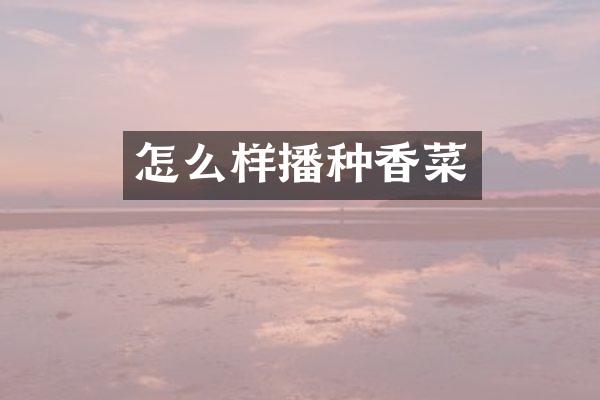 怎么样播种香菜