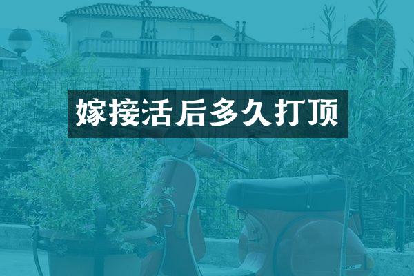 嫁接活后多久打顶