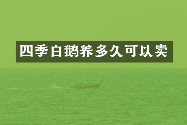 四季白鹅养多久可以卖