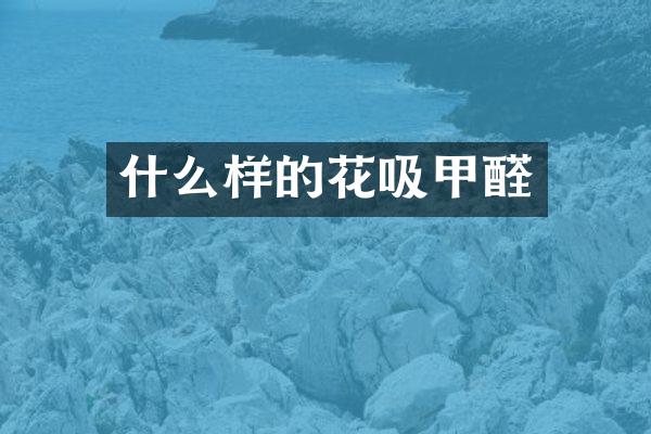 什么样的花吸甲醛