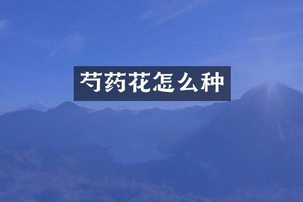 芍药花怎么种