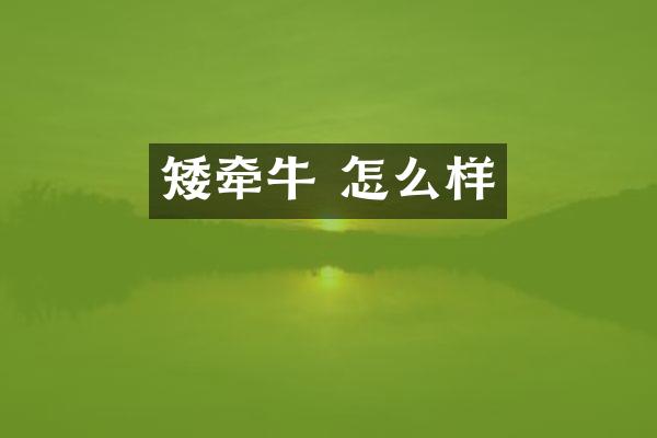 矮牵牛 怎么样