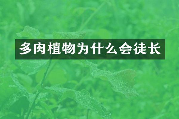 多肉植物为什么会徒长
