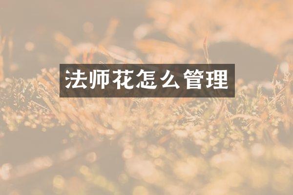 法师花怎么管理
