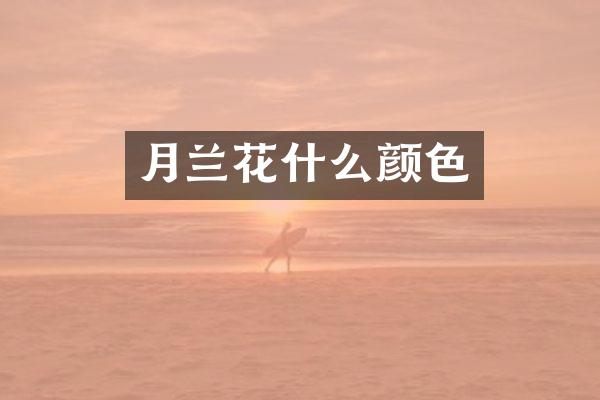 月兰花什么颜色
