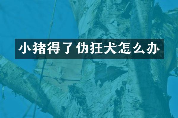 小猪得了伪狂犬怎么办