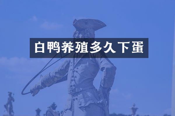 白鸭养殖多久下蛋