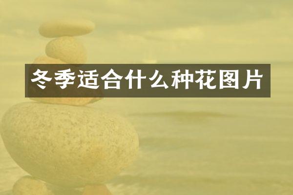 冬季适合什么种花图片
