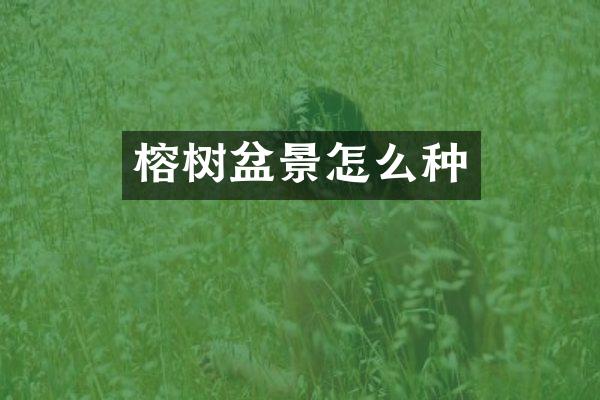 榕树盆景怎么种