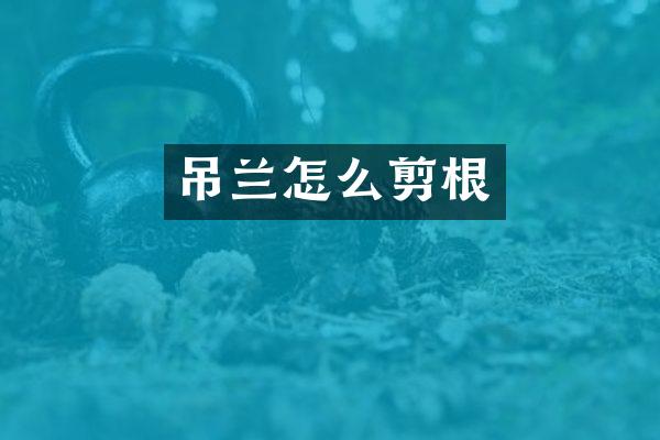 吊兰怎么剪根