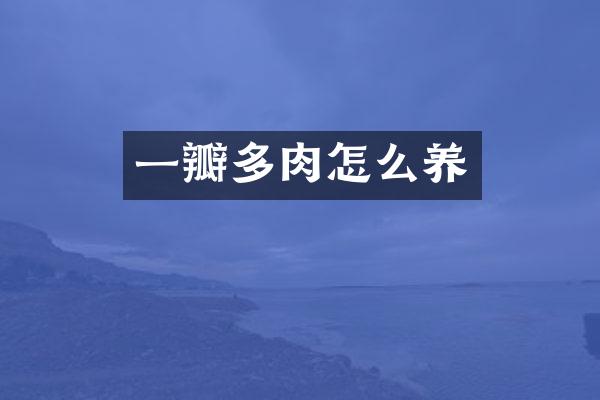 一瓣多肉怎么养