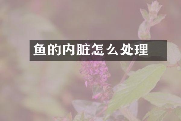 鮰鱼的内脏怎么处理