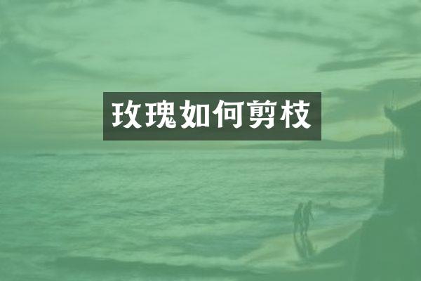 玫瑰如何剪枝