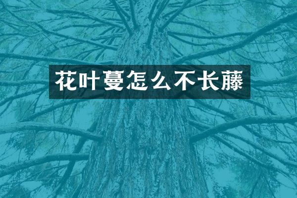 花叶蔓怎么不长藤