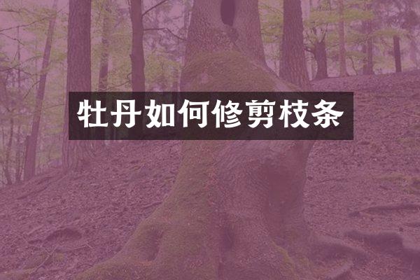 牡丹如何修剪枝条