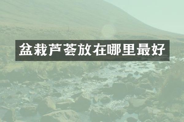 盆栽芦荟放在哪里最好