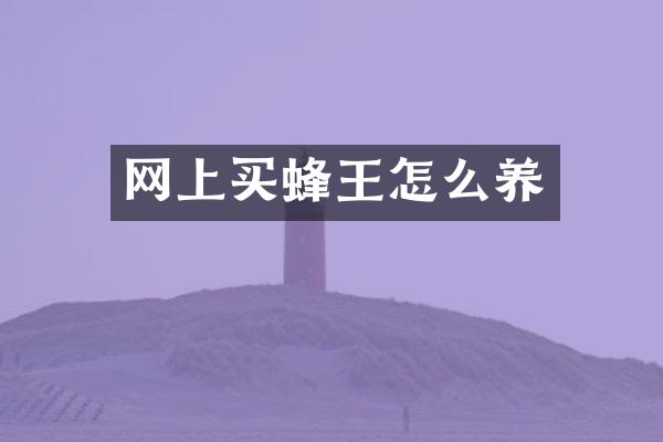 网上买蜂王怎么养