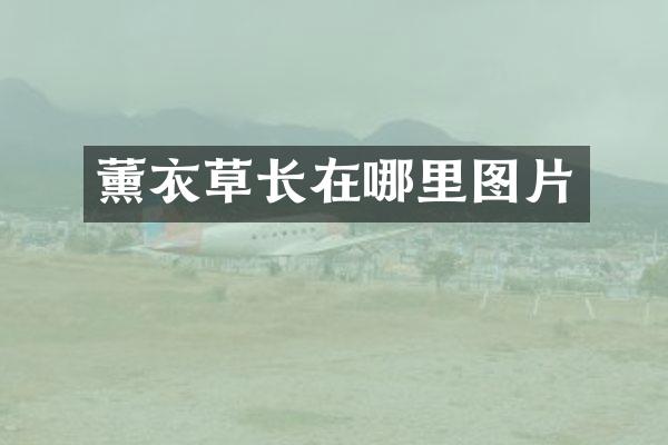 薰衣草长在哪里图片