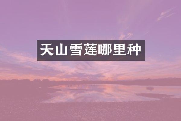 天山雪莲哪里种