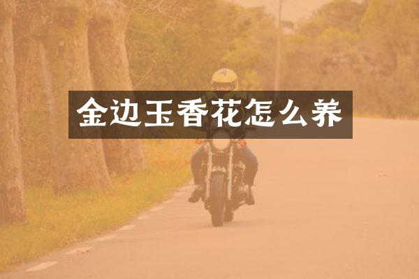 金边玉香花怎么养
