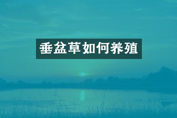 垂盆草如何养殖