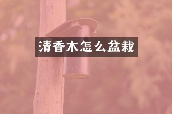 清香木怎么盆栽