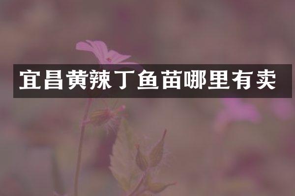 宜昌黄辣丁鱼苗哪里有卖