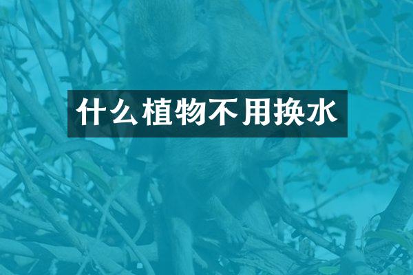 什么植物不用换水