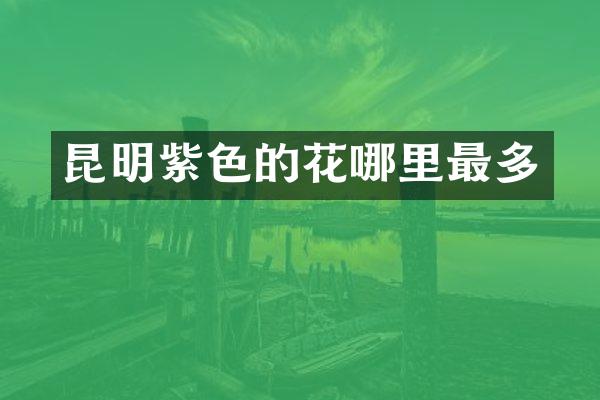 昆明紫色的花哪里最多