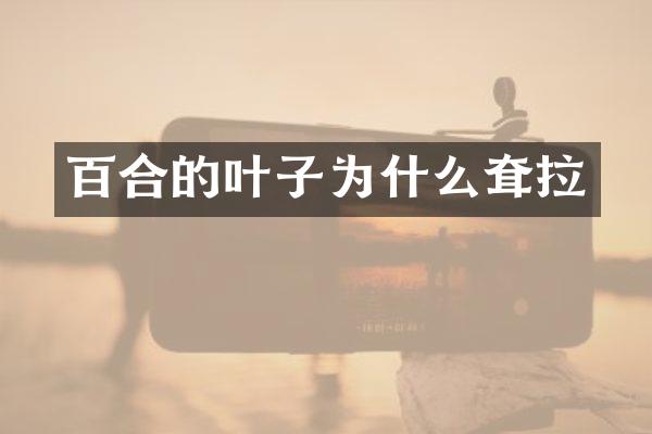 百合的叶子为什么耷拉