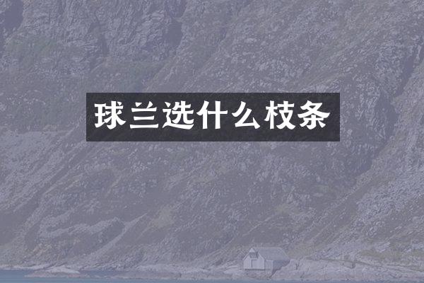 球兰选什么枝条