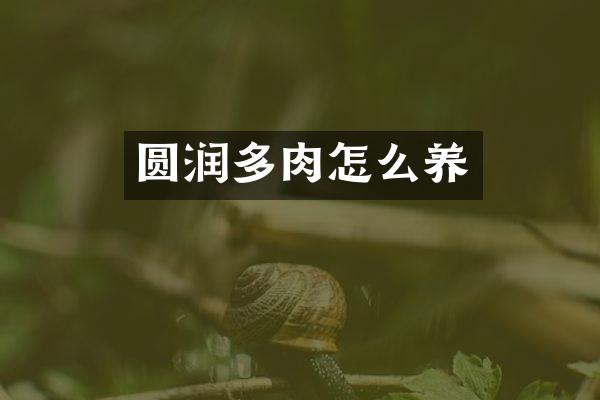 圆润多肉怎么养