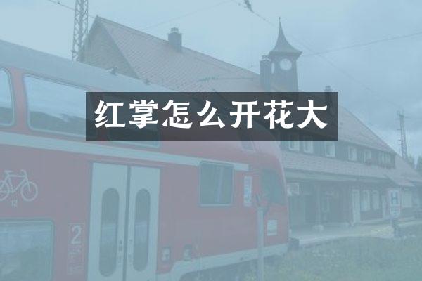 红掌怎么开花大