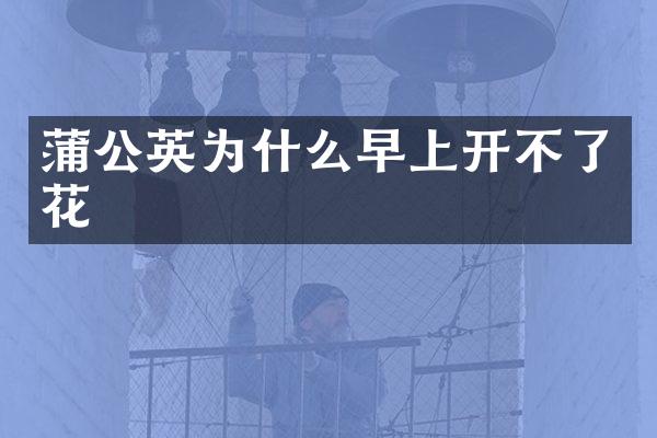 蒲公英为什么早上开不了花