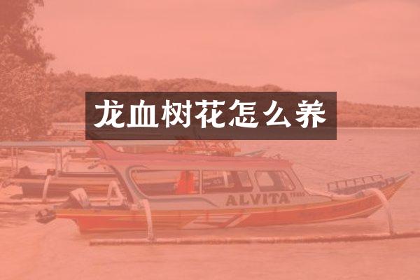 龙血树花怎么养