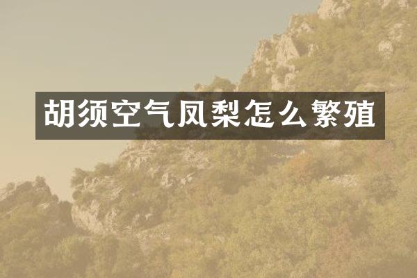 胡须空气凤梨怎么繁殖