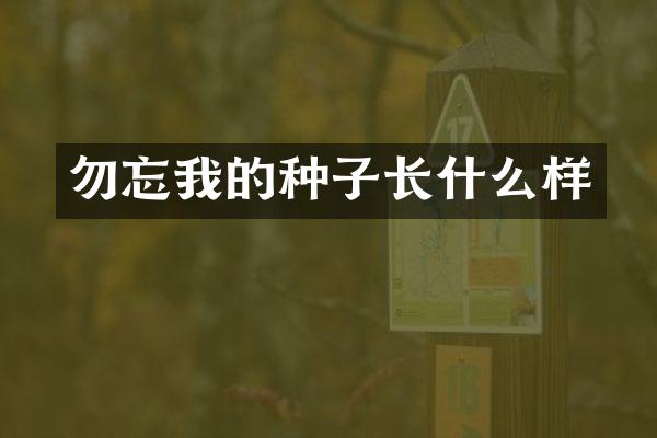 勿忘我的种子长什么样