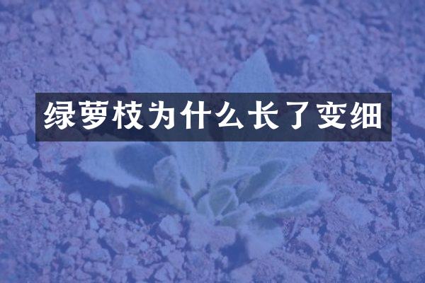 绿萝枝为什么长了变细