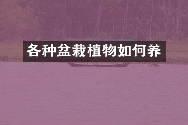 各种盆栽植物如何养
