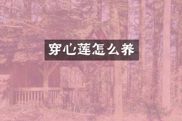 穿心莲怎么养