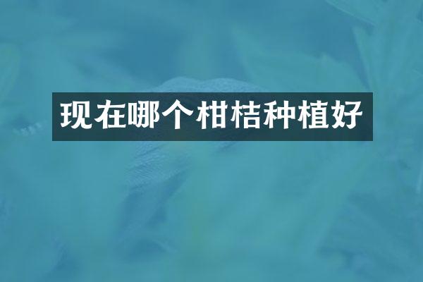 现在哪个柑桔种植好