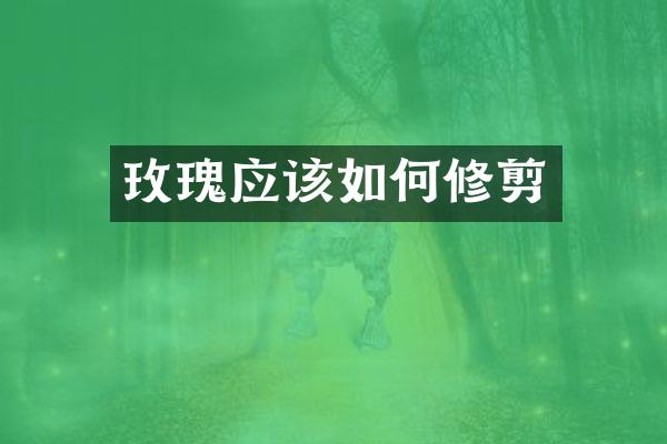 玫瑰应该如何修剪