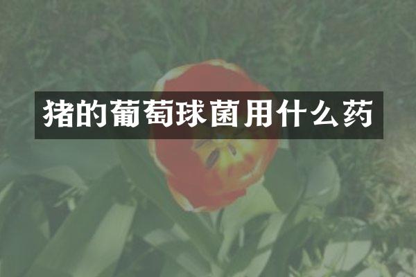 猪的葡萄球菌用什么药