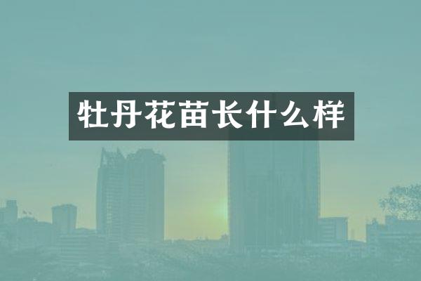 牡丹花苗长什么样