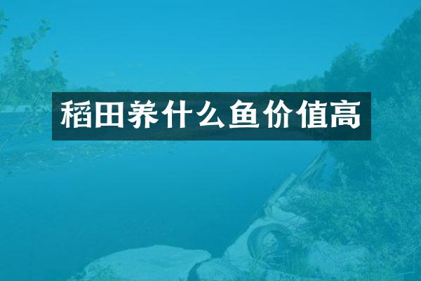稻田养什么鱼价值高