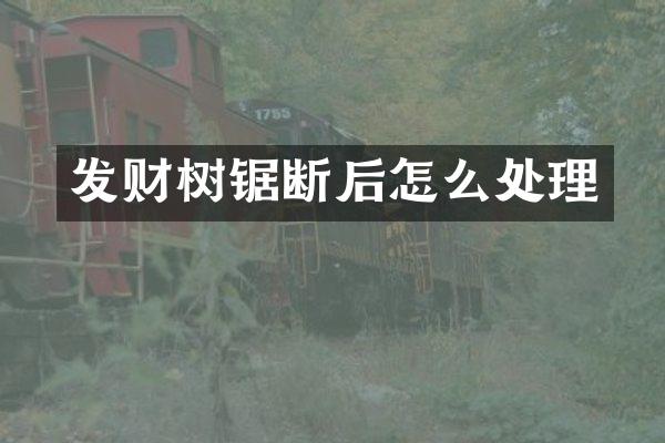 发财树锯断后怎么处理