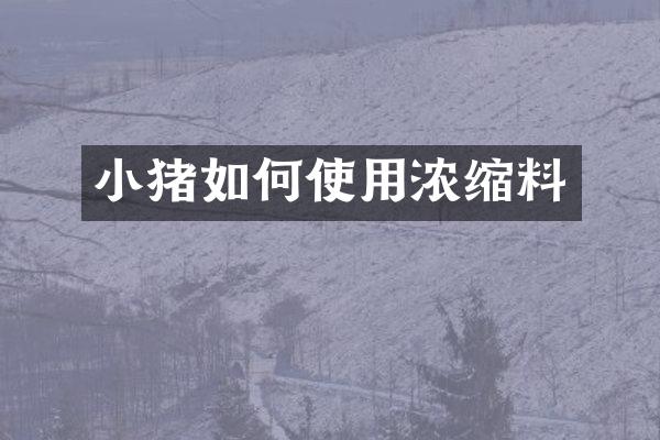 小猪如何使用浓缩料