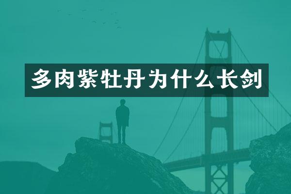 多肉紫牡丹为什么长剑