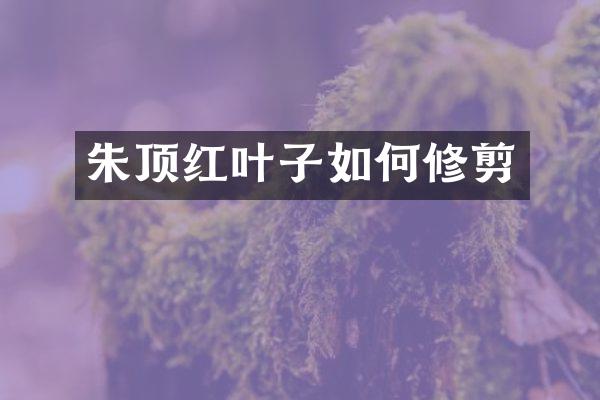 朱顶红叶子如何修剪