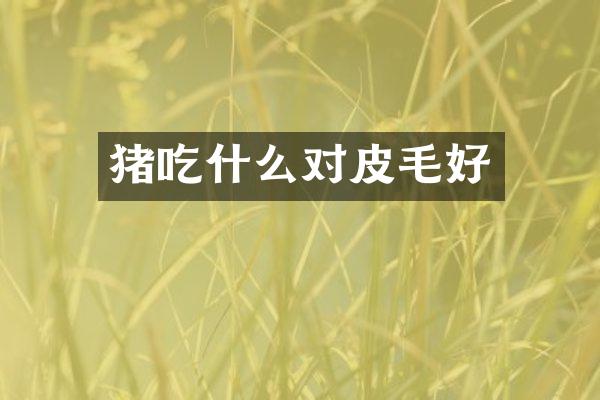 猪吃什么对皮毛好